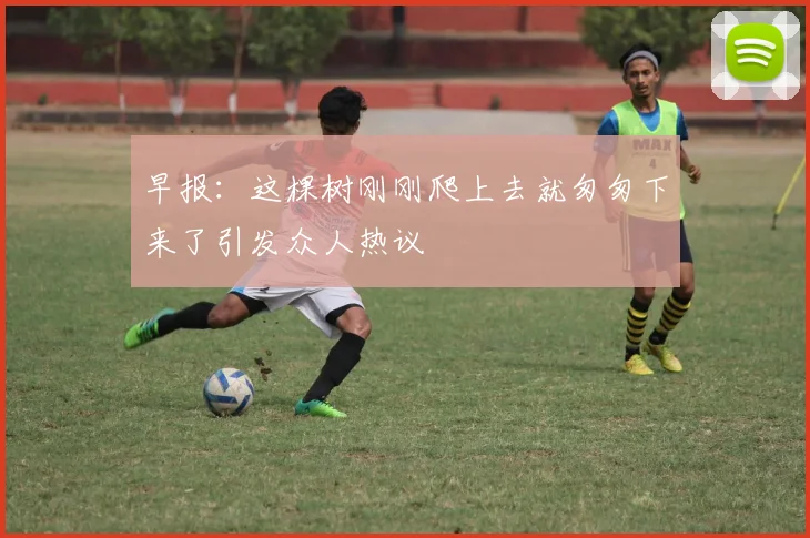 早报：这棵树刚刚爬上去就匆匆下来了引发众人热议